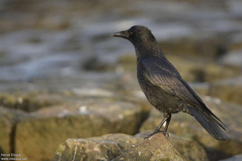 Carrion Crowadult, identification