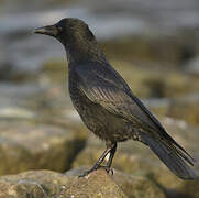 Carrion Crow