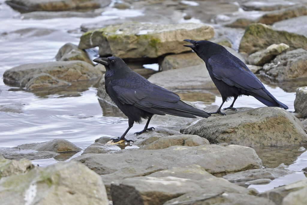 Carrion Crow, identification