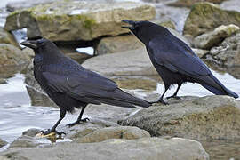 Carrion Crow