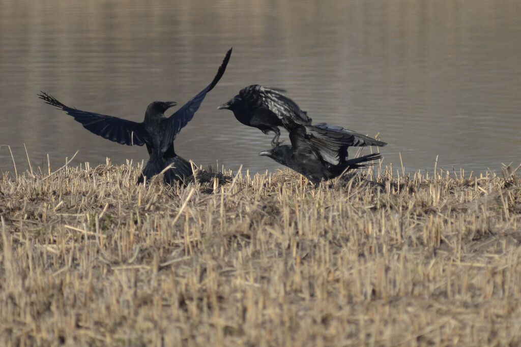 Carrion Crow