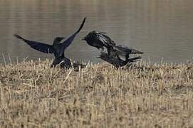 Carrion Crow