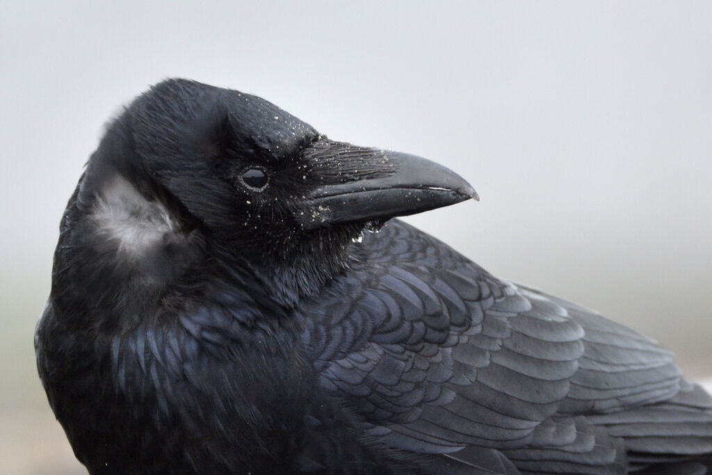 Carrion Crowadult, close-up portrait