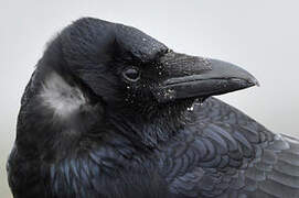 Carrion Crow