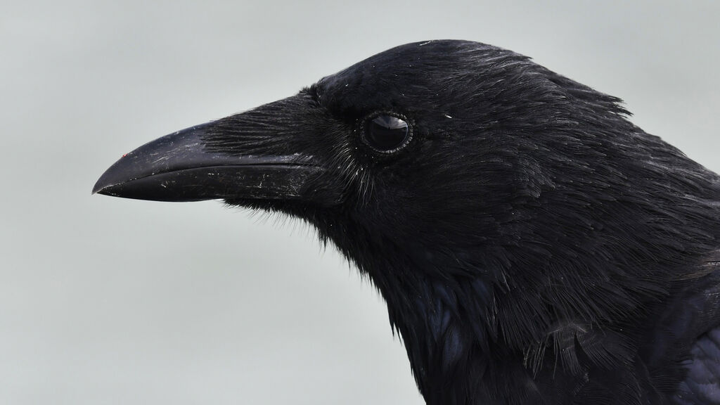 Carrion Crowadult, close-up portrait