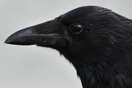 Carrion Crow