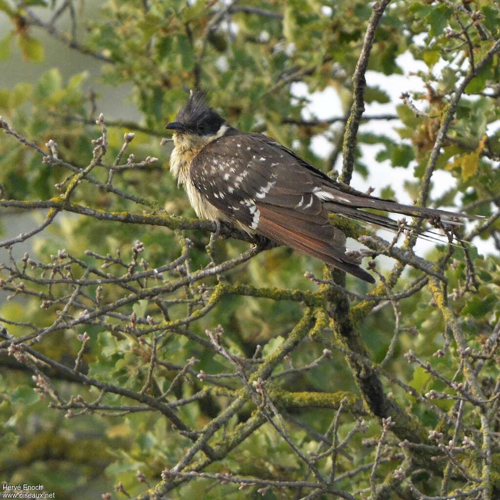 Great Spotted CuckooSecond year, identification