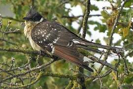 Great Spotted Cuckoo