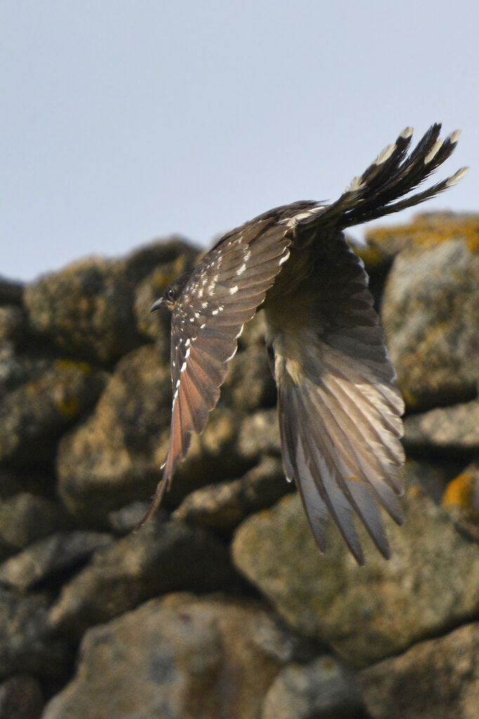 Great Spotted CuckooSecond year, Flight