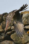 Great Spotted Cuckoo