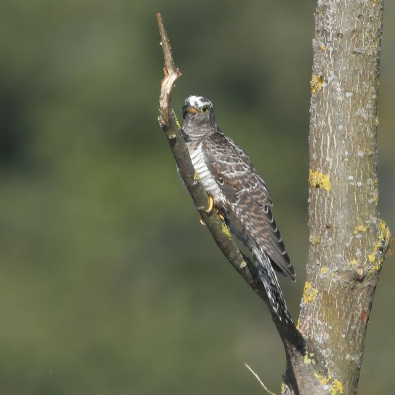 Common Cuckoojuvenile, identification