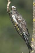 Common Cuckoo