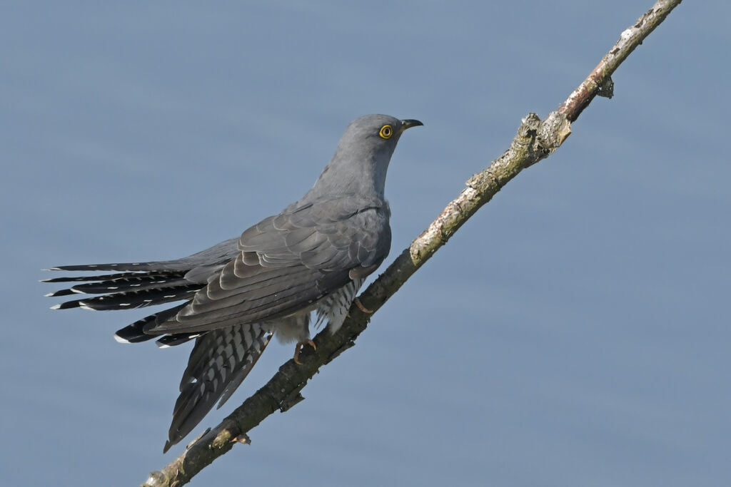 Common Cuckooadult, identification