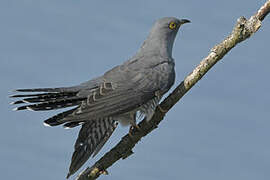 Common Cuckoo