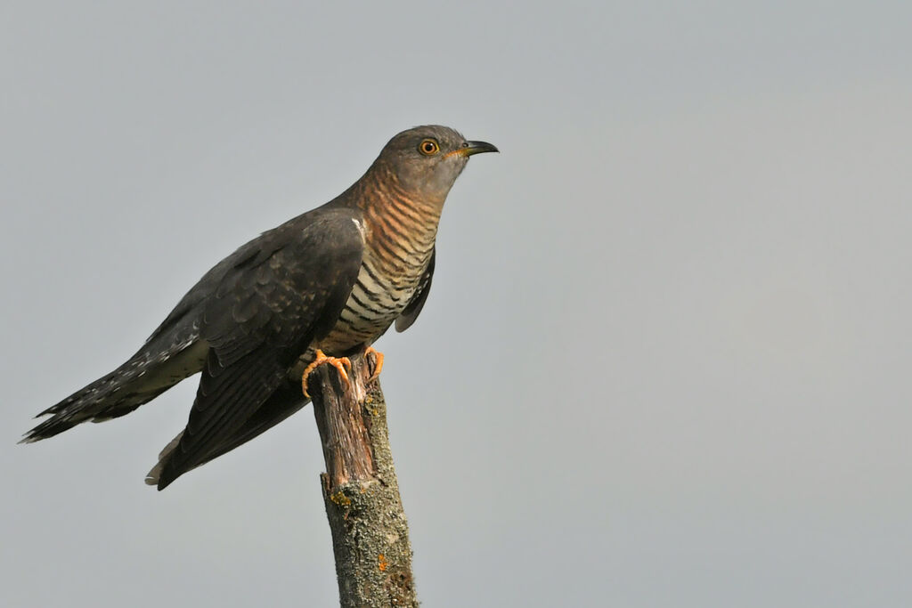 Coucou gris femelle adulte, identification