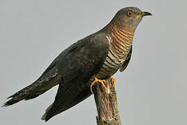 Common Cuckoo