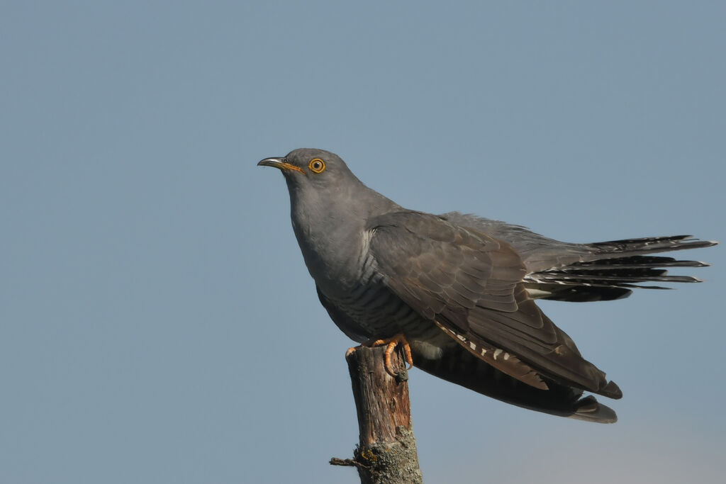 Common Cuckoo male adult breeding, identification