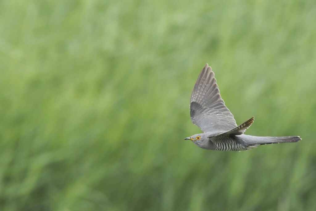 Common Cuckoo male adult, Flight