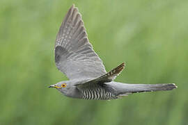 Common Cuckoo