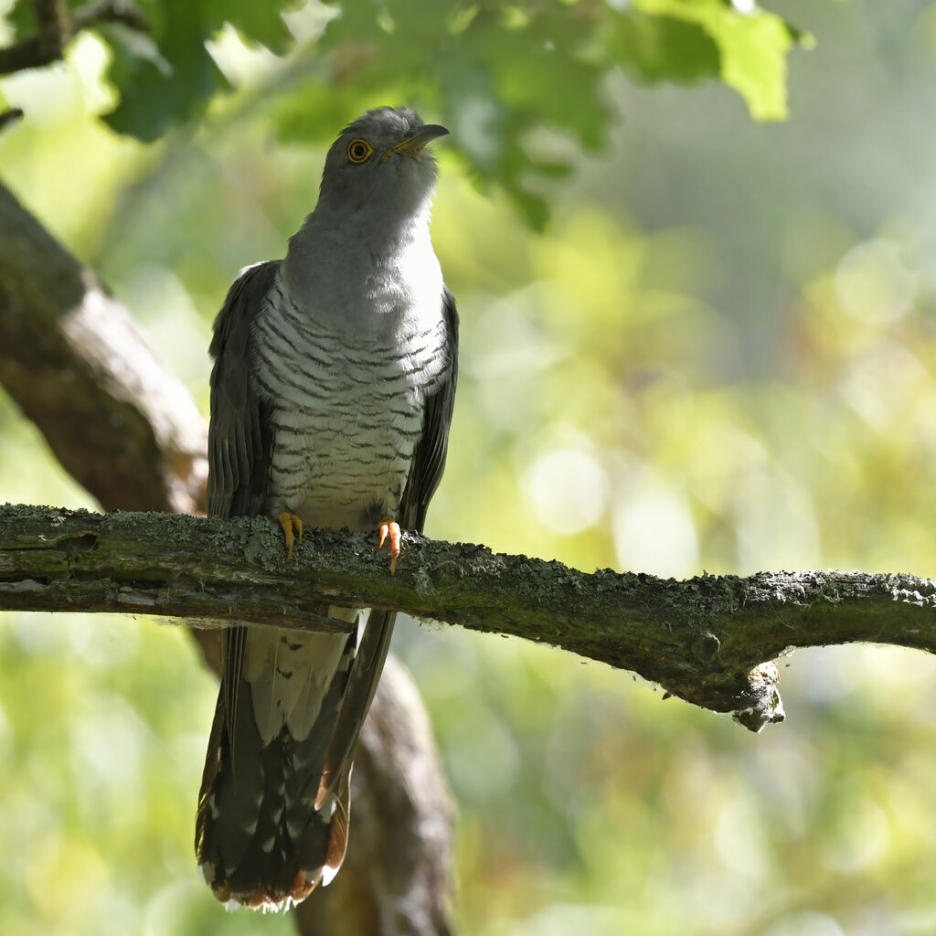 Coucou gris mâle adulte, identification