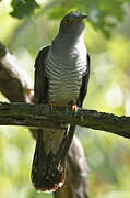 Common Cuckoo