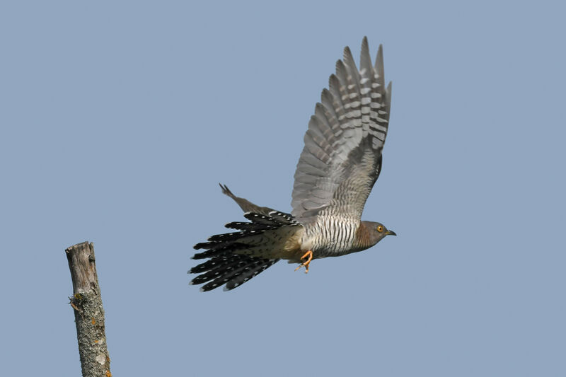 Common Cuckoo female adult, Flight