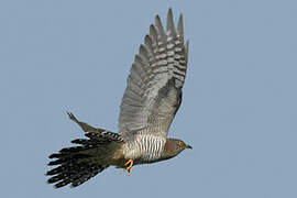 Common Cuckoo