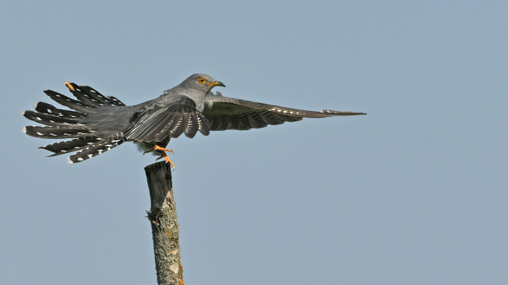 Coucou gris mâle adulte, identification