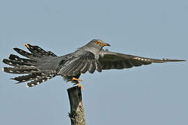 Common Cuckoo