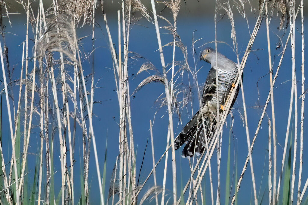 Common Cuckoo