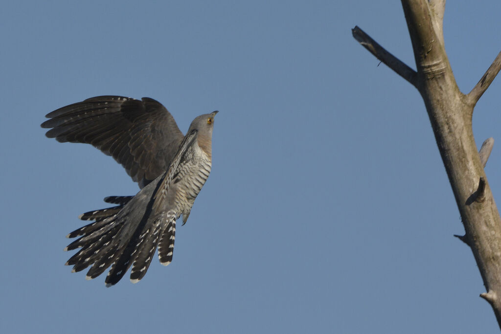 Common Cuckooadult, Flight