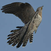 Common Cuckoo