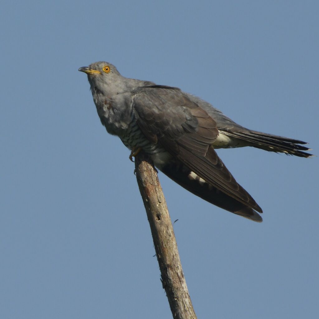 Coucou gris mâle, identification