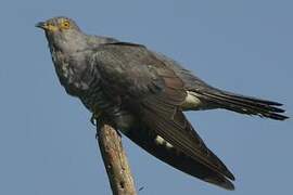 Common Cuckoo