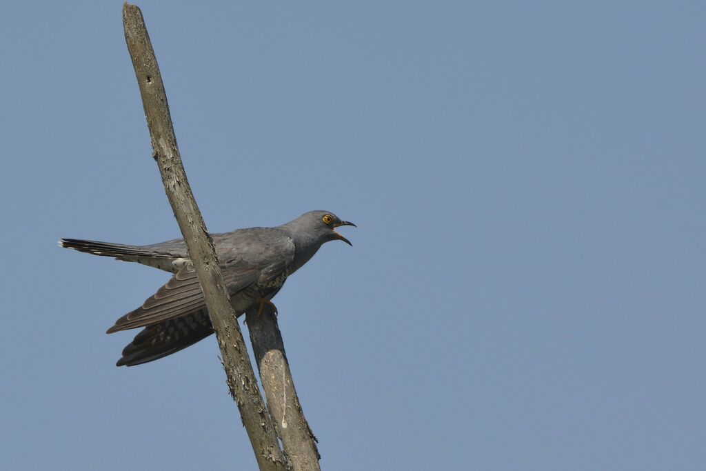 Coucou gris mâle adulte, identification, chant