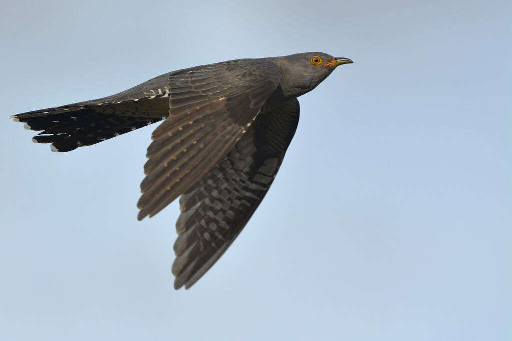 Common Cuckooadult, Flight