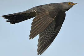 Common Cuckoo