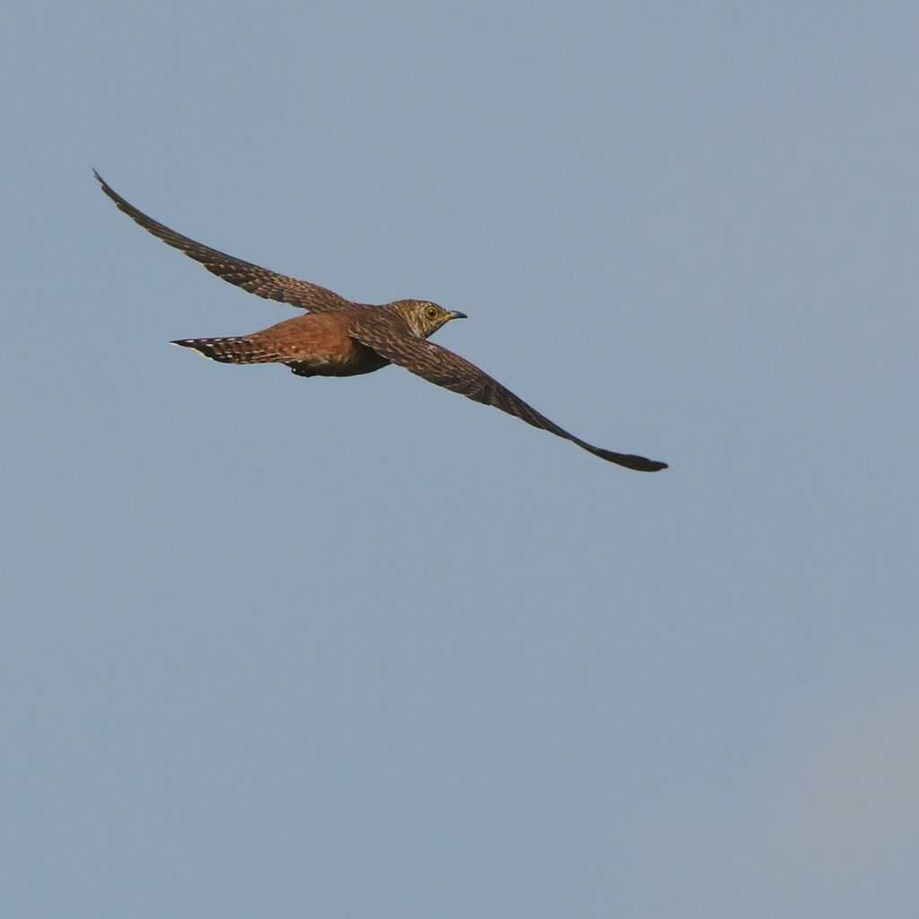 Common Cuckoo female adult, pigmentation