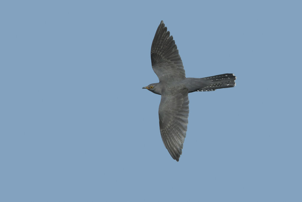 Common Cuckoo male adult, Flight