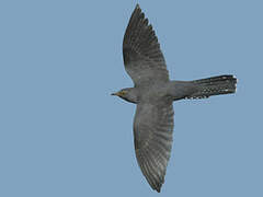 Common Cuckoo