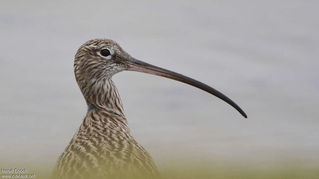 Eurasian Curlewadult, close-up portrait