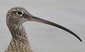 Eurasian Curlew