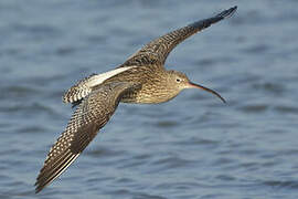 Eurasian Curlew