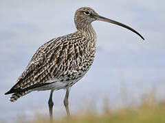 Eurasian Curlew