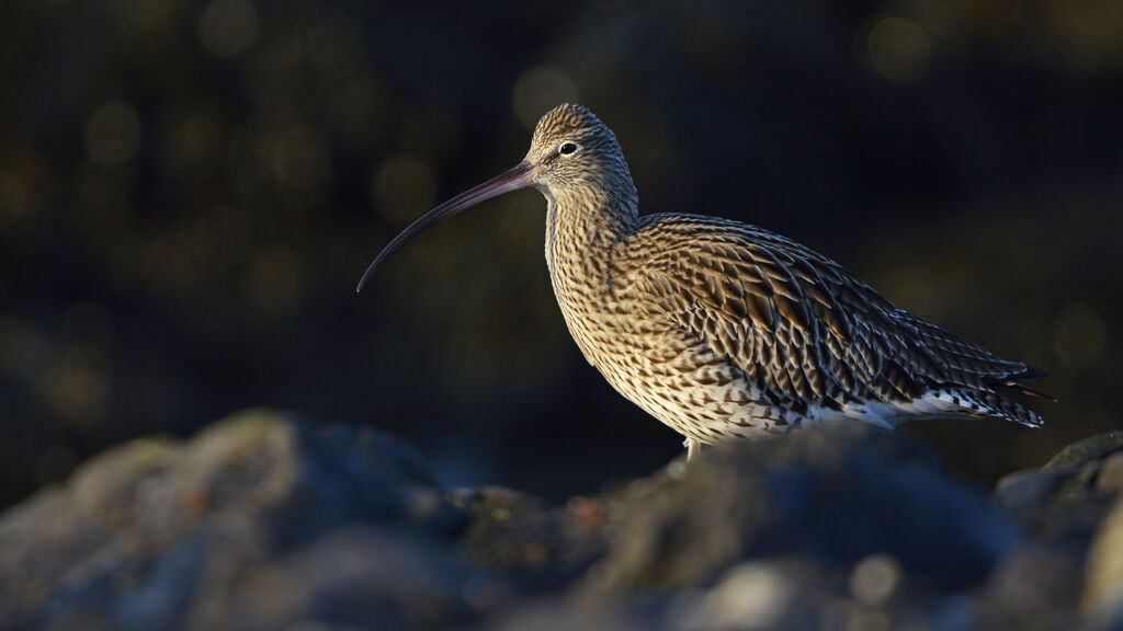 Eurasian Curlewadult, identification