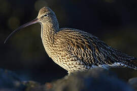 Eurasian Curlew