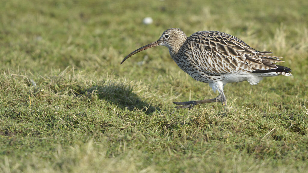 Eurasian Curlewadult, identification