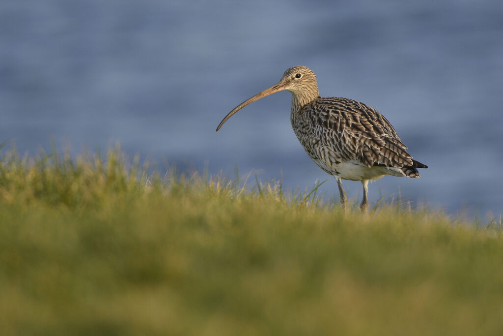 Eurasian Curlew