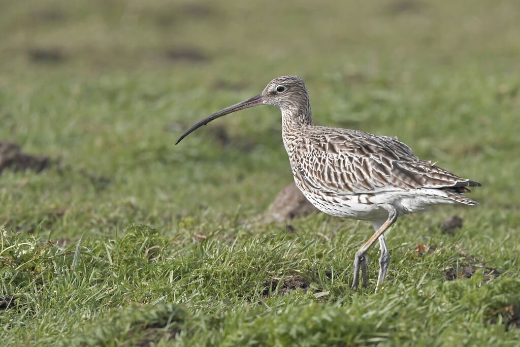 Eurasian Curlewadult, identification