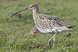 Eurasian Curlew